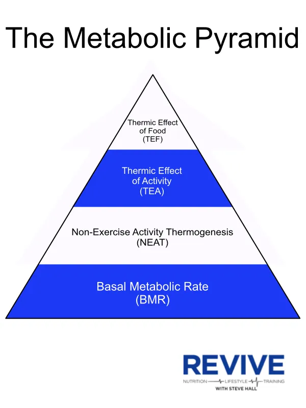 Metabolic Pyramid MS