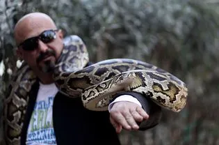 Reticulated python on a man's arm.