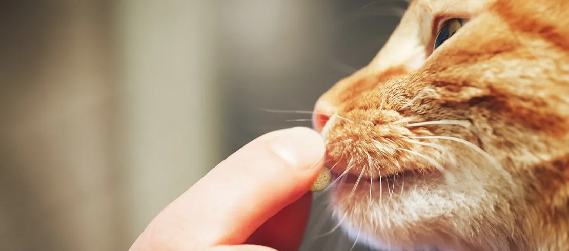 A Tabby cat sniffing a pill in their owners hand. 