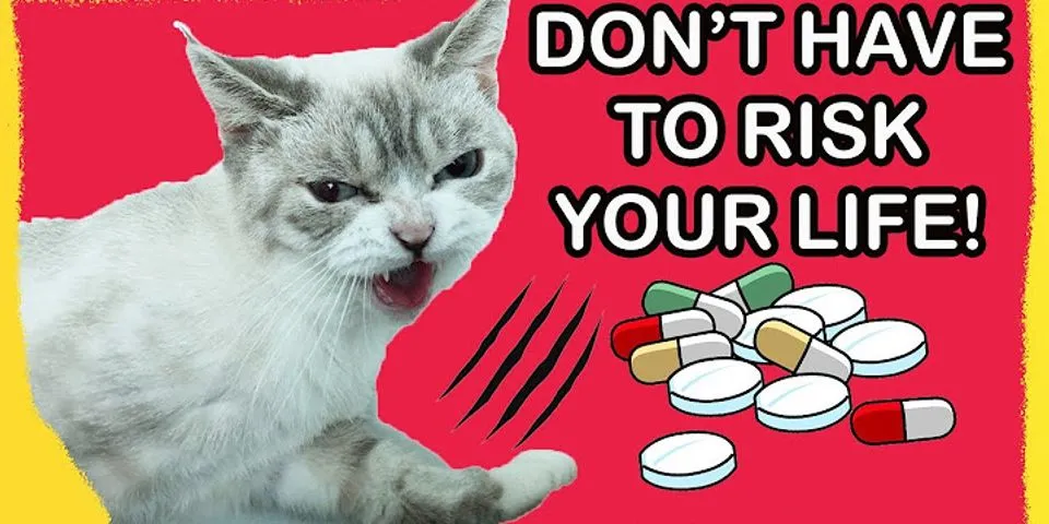 How do you get a cat to take a pill?