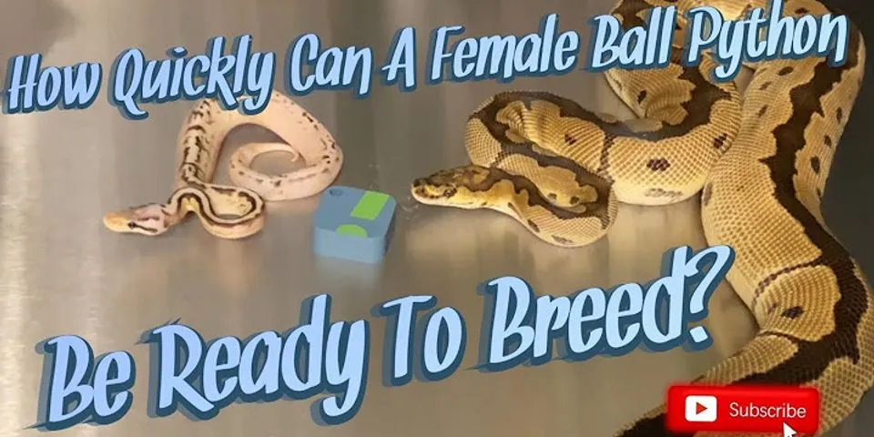 How long do female ball pythons Get