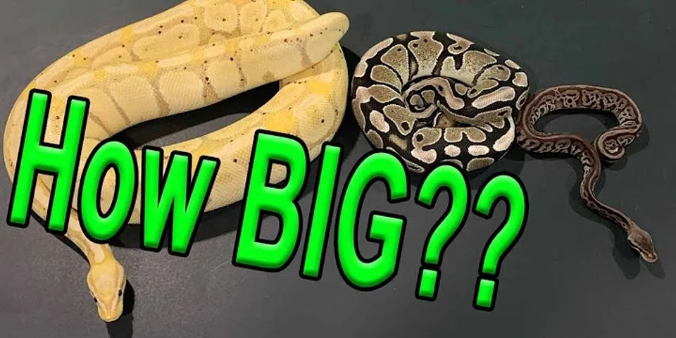 How much does a ball python grow in a month?