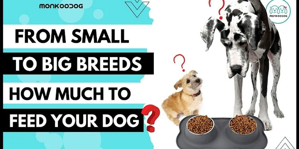 How much food should a 30 pound dog eat