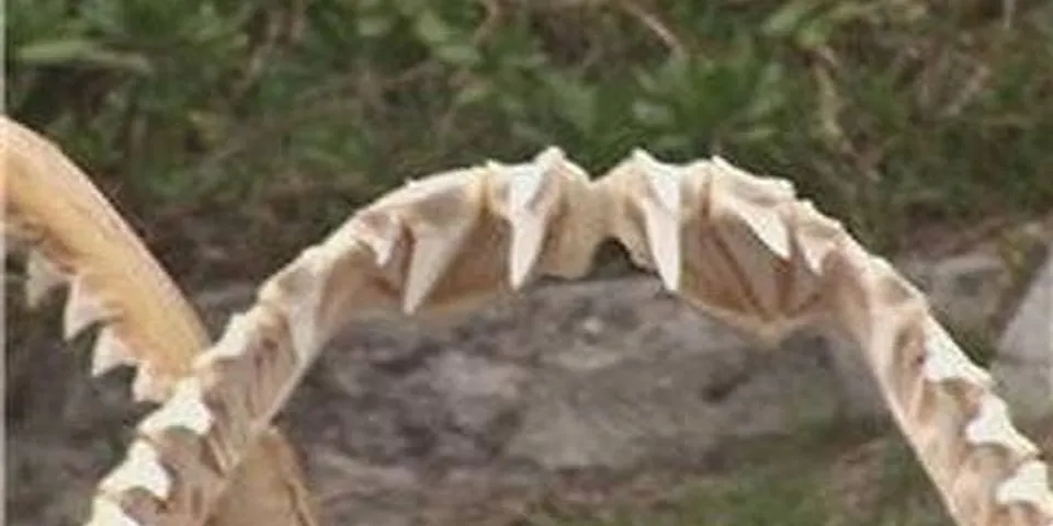 What shark has the most teeth