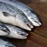 What Is The Difference Between Trout and Salmon?